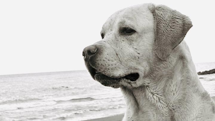 #CapMyPet PetPatch& Proud il cappellino personalizzato con la foto del tuo amico a 4 zampe