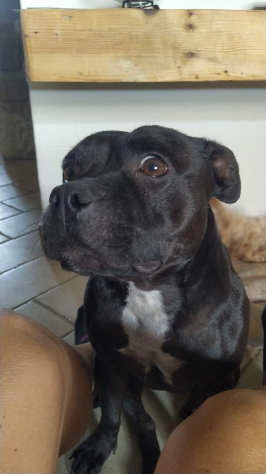 #CapMyPet PetPatch& Proud il cappellino personalizzato con la foto del tuo amico a 4 zampe