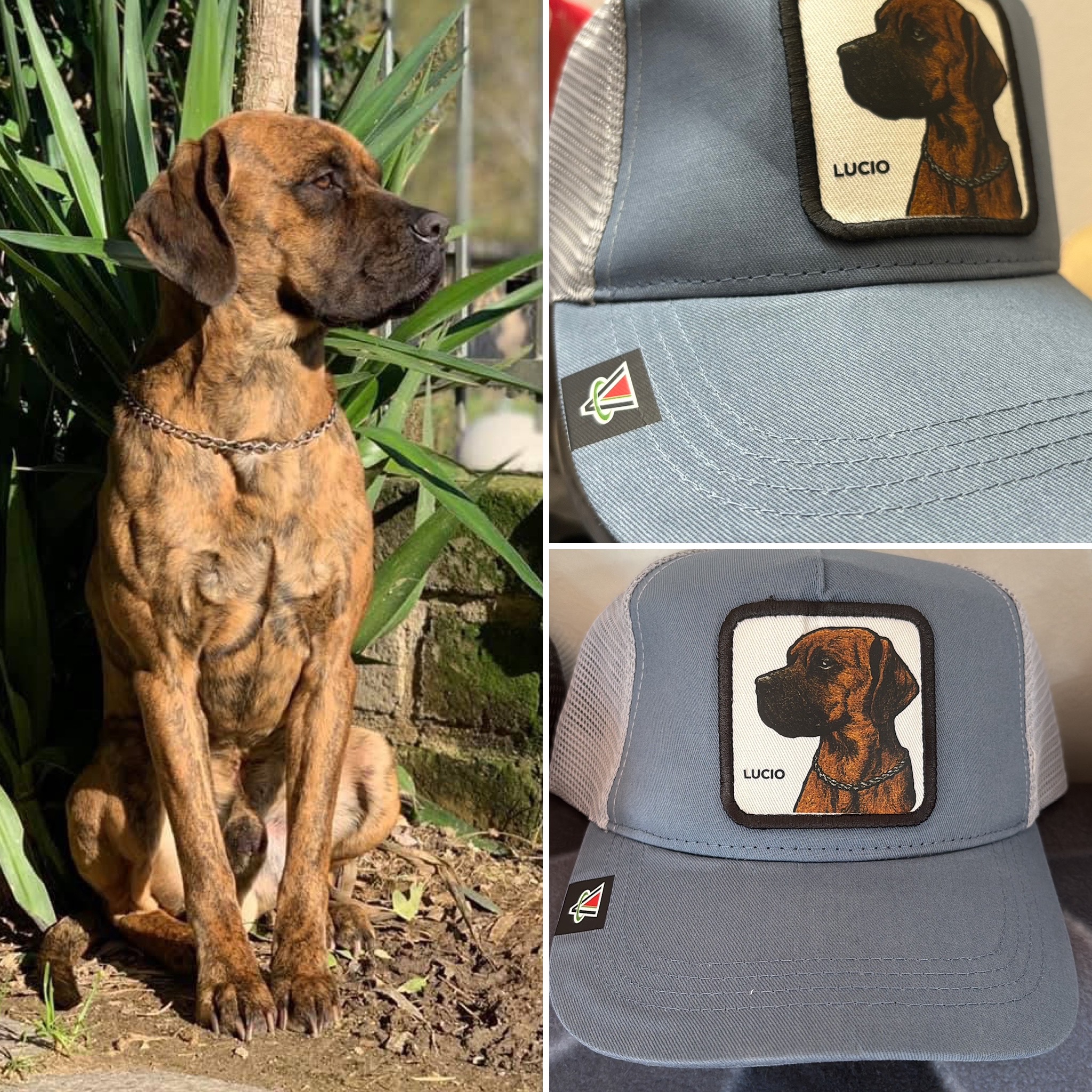 L'idea regalo perfetta per uomo donna o bambino - capmypet l'originale! Il cappellino da baseball o papalina personalizzata con la foto del tuo animale domestico ! Studio Grafico Grosseto - Vulcano Comunicazione
