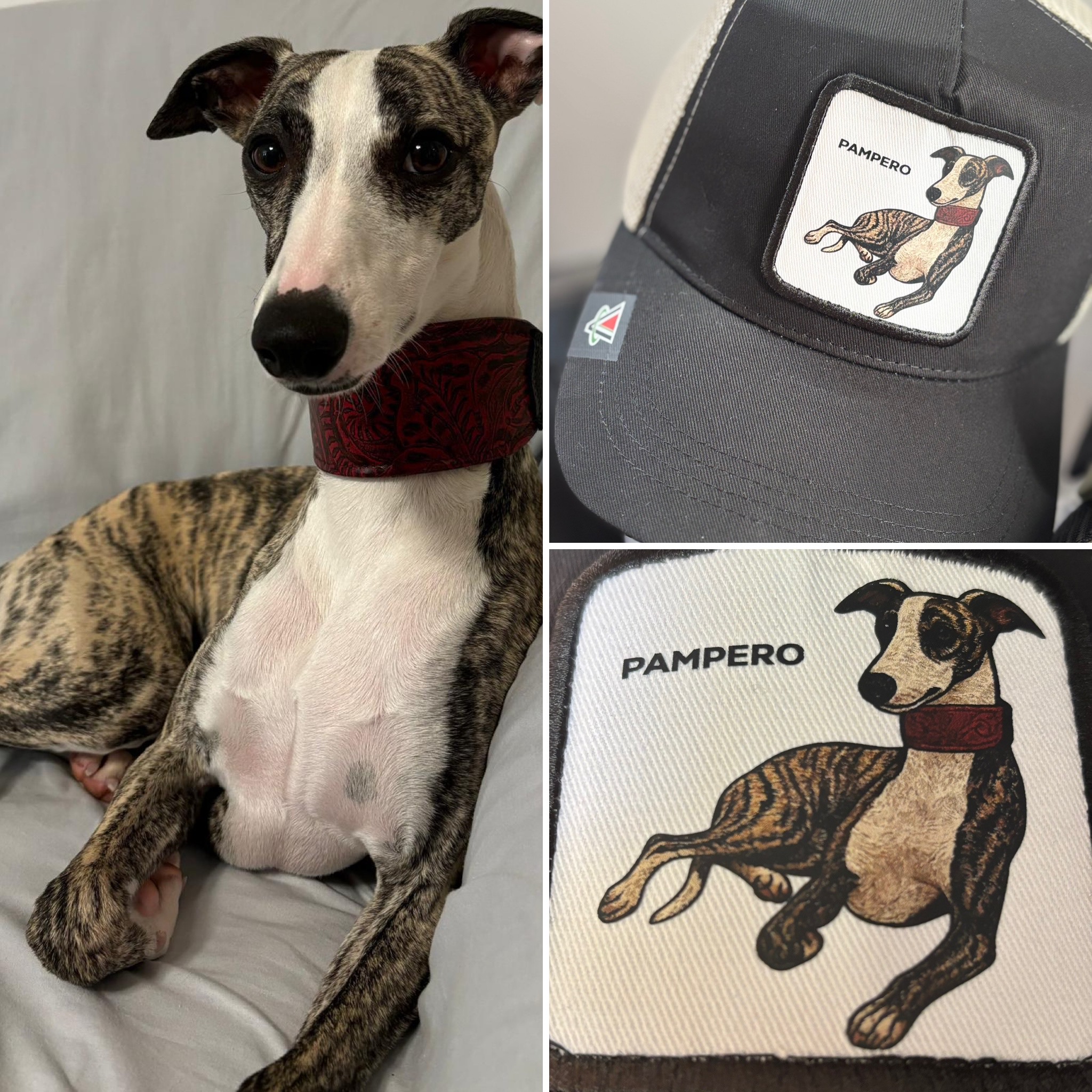 L'idea regalo perfetta per uomo donna o bambino - capmypet l'originale! Il cappellino da baseball o papalina personalizzata con la foto del tuo animale domestico ! Studio Grafico Grosseto - Vulcano Comunicazione